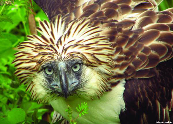 Philippine eagle 3