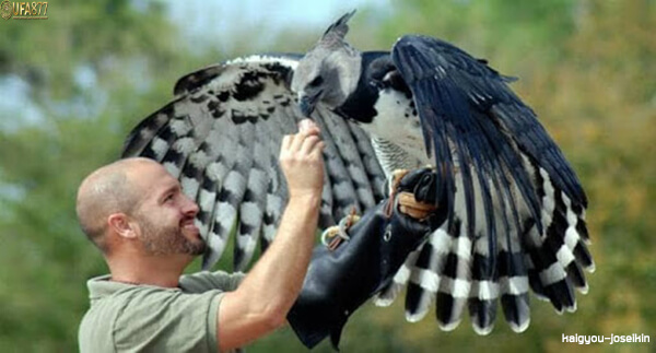 Harpy eagle 3