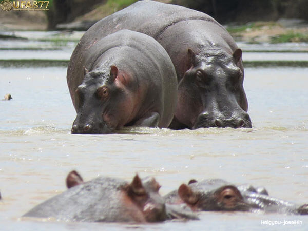 Hippopotamus 3