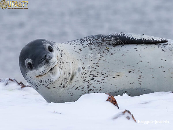 Leopard seal 2