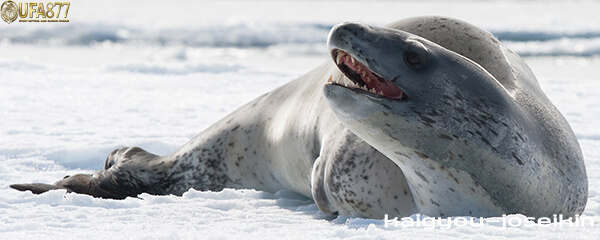Leopard seal 2