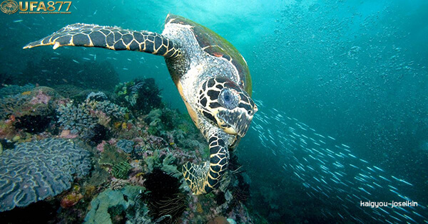 Hawksbill sea turtle 2