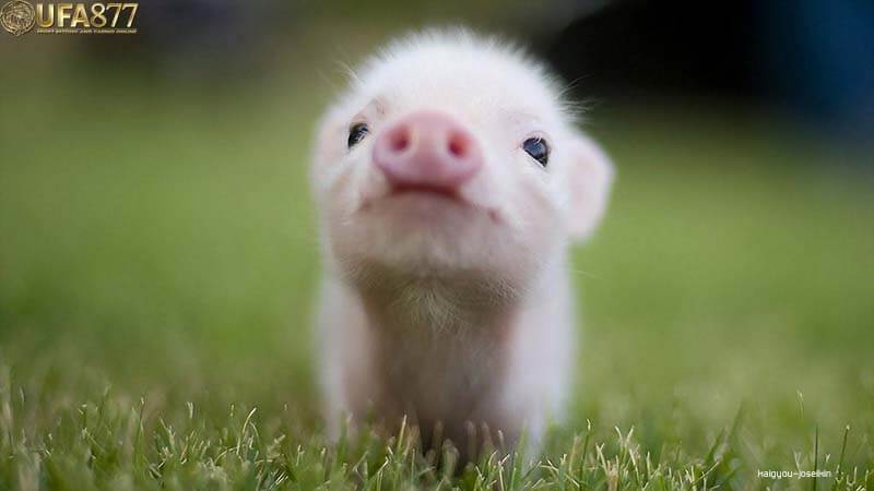 Miniature pig 
