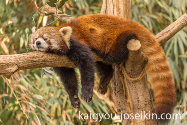 Red Panda หรือ แพนด้าแดงเดินโซเซไปตามกิ่งก้านของต้นไม้ที่เขียวชอุ่มตลอดปี โดยวางอุ้งเท้าข้างหนึ่งไว้ข้างหน้าอีกข้างหนึ่งราวกับนักกายกรรม