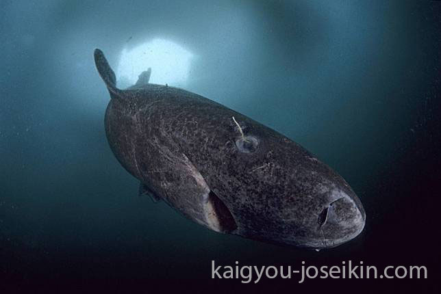 Greenland shark เป็นสัตว์มีกระดูกสันหลังที่มีอายุยืนยาวที่สุด ใน โลก มันสามารถมีชีวิตอยู่ได้ 400 ปี ซึ่งมีอายุเป็นสองเท่า