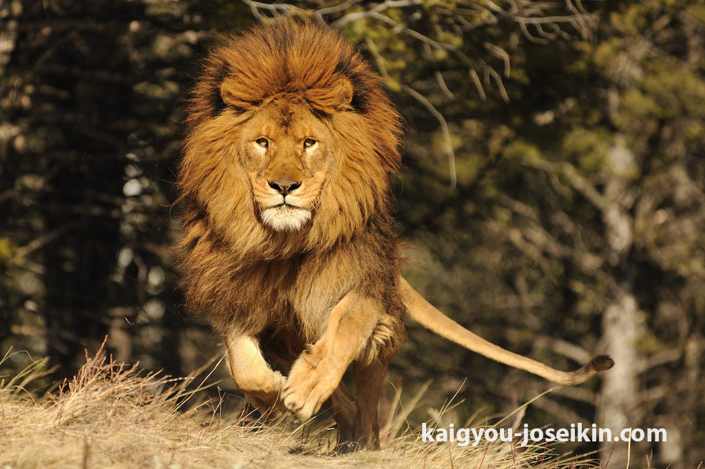 Asiatic lions สิงโตเอเชียจำนวนน้อยจำนวนหนึ่งอยู่ในป่า Gir ของอินเดีย สิงโตเอเชียและสิงโตแอฟริกาเป็นสายพันธุ์ย่อยของสายพันธุ์เดียวกัน