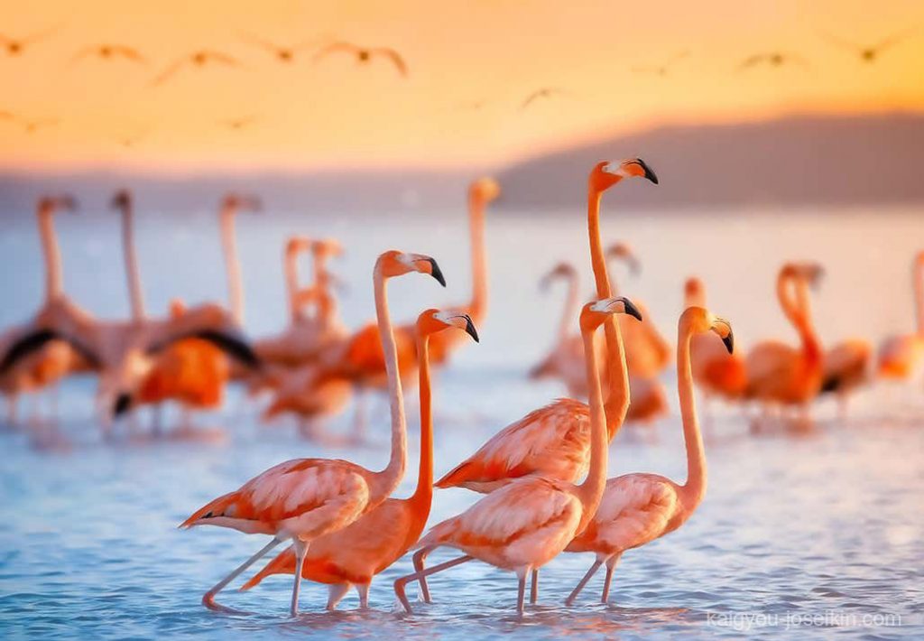 Flamingo ฟลามิงโก โกโปรตุเกสหรือสเปน "สีเปลวไฟ" ในทางกลับกันมาจากโปรวองซ์ฟลาเมงก์จากเปลวไฟ "เปลวไฟ" และคำต่อท้ายที่คล้ายภาษาเยอรมัน -ing