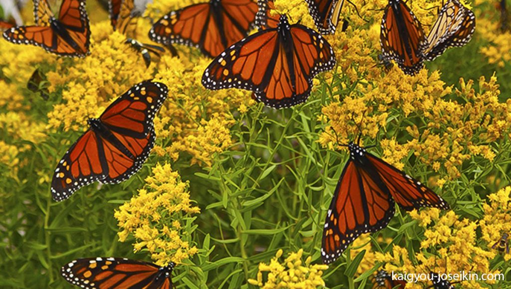 Monarch Butterfly ผีเสื้อจักรพรรดิ เป็นผีเสื้อขนาดใหญ่และมีสีสันสวยงาม ซึ่งสังเกตได้ง่ายจากเครื่องหมายสีส้ม สีดำ และสีขาวอันโดดเด่น 