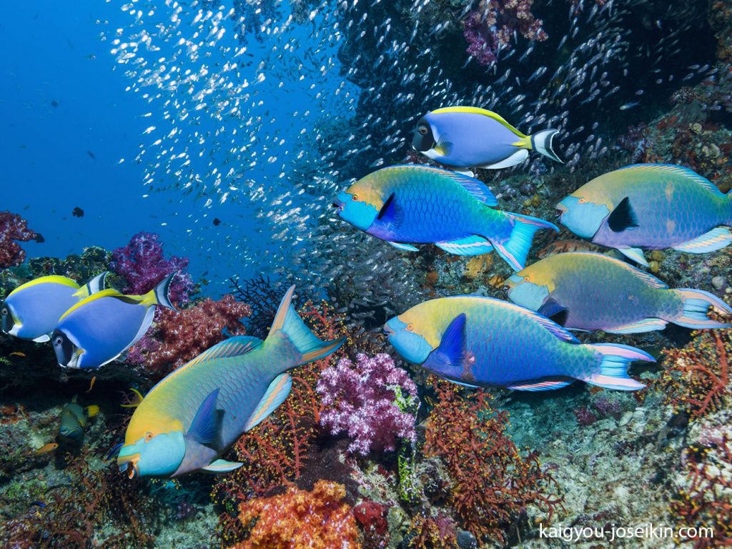 Parrotfish ปลานกแก้ว ปลาหลากสีสันเหล่านี้อาศัยอยู่ในและรอบๆ แนวปะการังเขตร้อนของมหาสมุทรทั้งหมดในโลก แสงสีฟ้า ชมพู