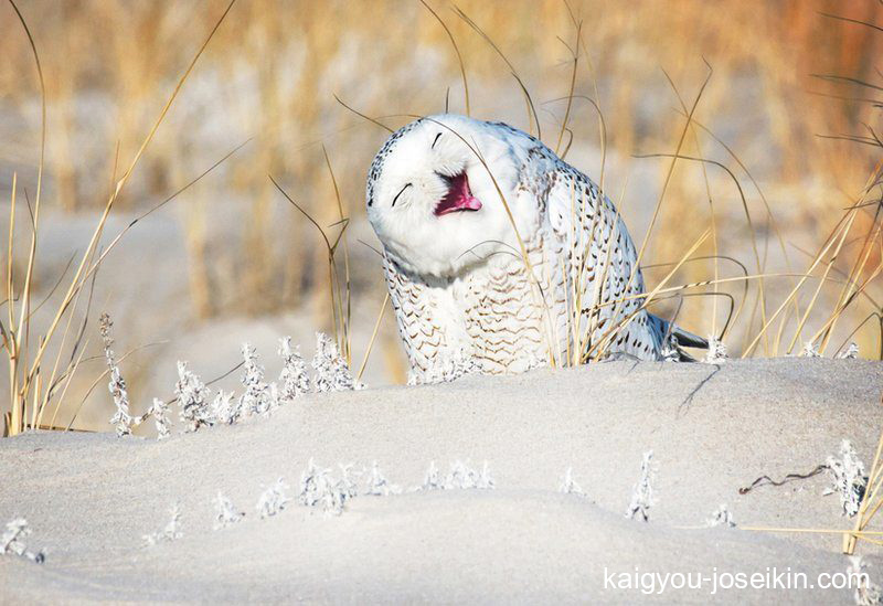 Snowy Owl นกเค้าแมวหิมะ เมื่อคุณเห็นนกเค้าแมวหิมะ เป็นที่ชัดเจนว่านกนั้นมีชื่อมาได้อย่างไร พวกมันเป็นสีขาวเหมือนหิมะ โดยทั่วไปแล้วเพศผู้