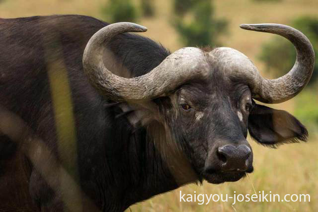 African buffalo ควายแอฟริกัน ควายแอฟริกันเป็นควายที่พบได้บ่อยที่สุด โดดเด่นด้วยสี ขนาด และรูปทรงเขา นอกจากนี้ยังมีควายป่า 