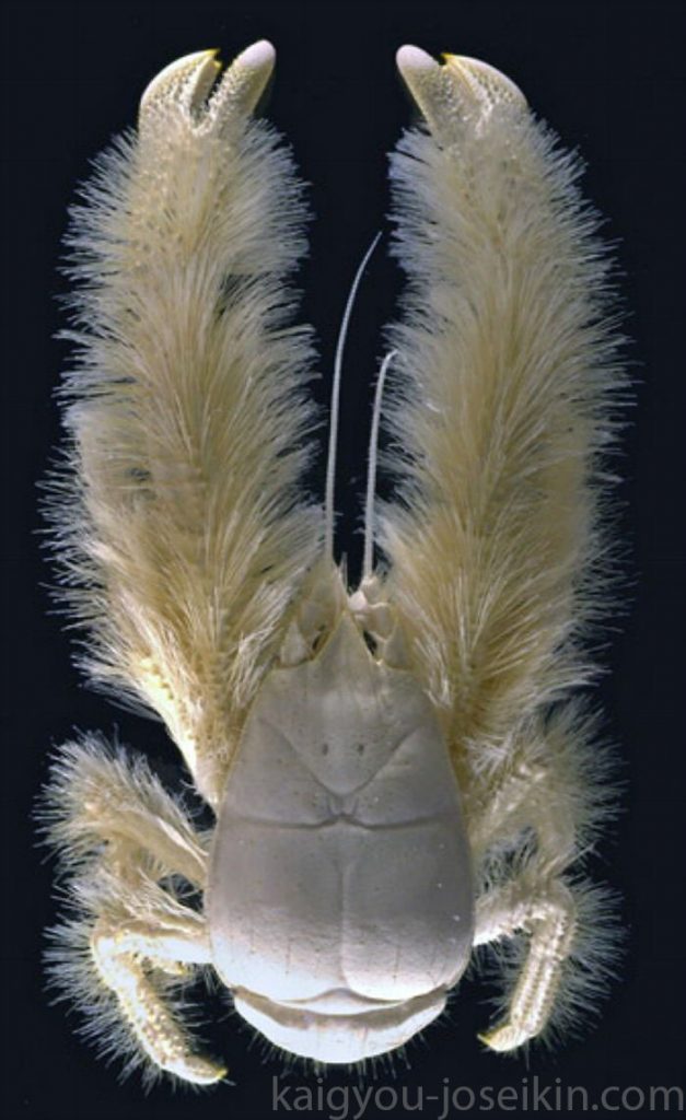 Yeti Crab เป็นตระกูลของครัสเตเชียนเดคาพอดใต้ท้องทะเลลึก (โดยพื้นฐานแล้วกุ้งก้ามกรามและปู ) ที่มีขนดกและเปลือกสีขาว สายพันธุ์แรกสุด 
