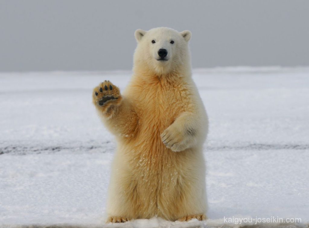 Polar bear หมีขั้วโลกเป็นสัตว์เลี้ยงลูกด้วยนมขนาดใหญ่เพียงไม่กี่ตัวที่สามารถปรับตัวเข้ากับชีวิตบนน้ำแข็งได้ดี ขนของพวกมันประกอบ