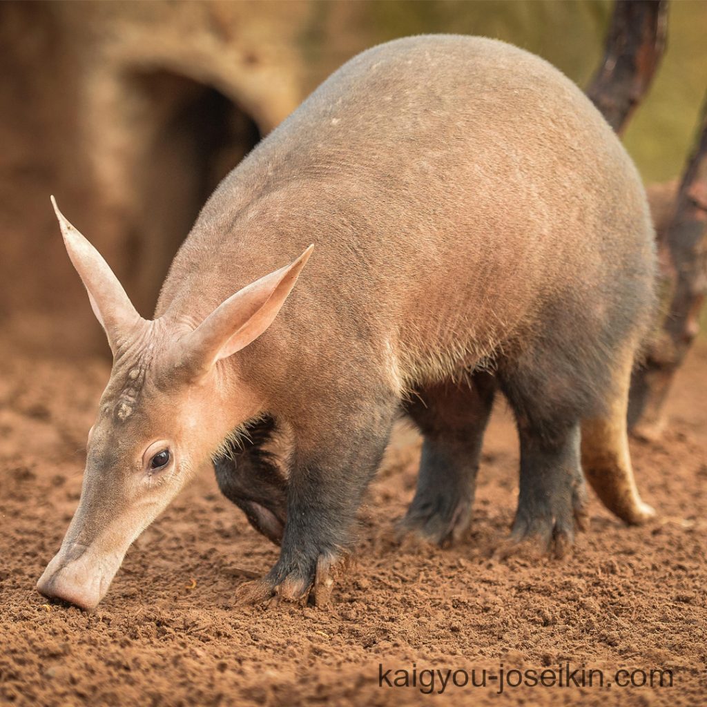 Aardvark ซึ่งบางครั้งเรียกว่า 'antbear' เป็นสัตว์เลี้ยงลูกด้วยนมขนาดกลางที่มีถิ่นกำเนิดในแอฟริกา ชื่อนี้มาจากภาษาแอฟริคานส์/ดัตช์สำหรับ
