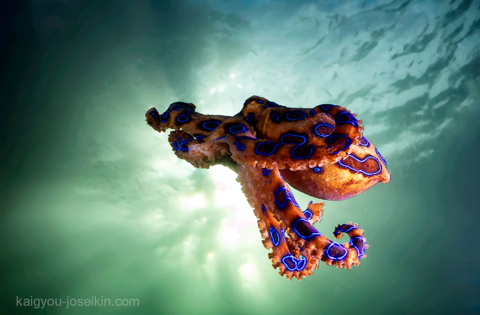 Blue Ringed Octopus ปลาหมึกวงแหวนสีน้ำเงินเป็นปลาหมึกที่มีพิษร้ายแรง  ซึ่งพบได้ในแอ่งน้ำและปะการังในมหาสมุทรแปซิฟิกและอินเดีย ตั้งแต่ญี่ปุ่น