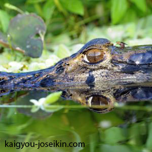 Black Caiman พบได้ในแหล่งน้ำจืดต่างๆ เช่น แม่น้ำที่ไหลช้าๆ ลำธาร ทะเลสาบ ทุ่งหญ้าสะวันนา และพื้นที่ชุ่มน้ำ แม้ว่าจะเหมือนกันสายพันธุ์ caiman