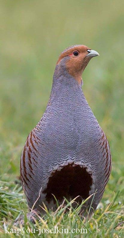 Grey Partridge นกกระทาสีเทา (Perdix perdix) เป็นนกชนิดหนึ่งในวงศ์ไก่ฟ้า Phasianidae ในอันดับ Galliformes บางครั้งเรียกว่านกกระทาสีเทา, 