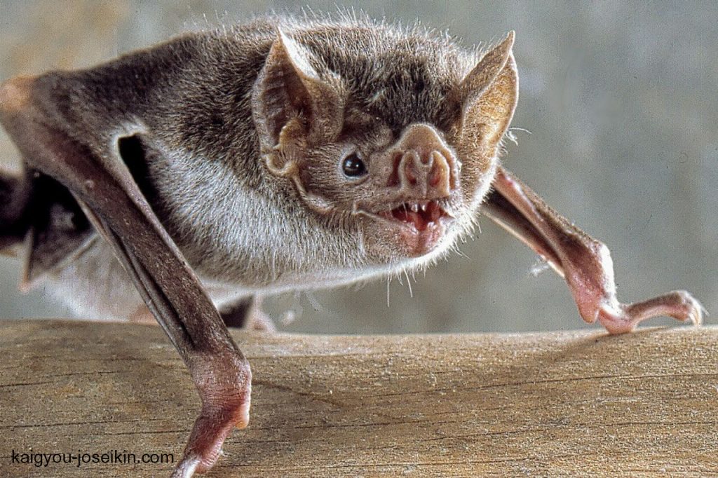 Vampire Bats ค้างคาวแวมไพร์ (Desmodus rotundus) เป็นค้างคาวที่กินเลือด นิสัยเฉพาะในสัตว์บางชนิดนี้เรียกว่า 'ภาวะโลหิตจาง' มีค้างคาวเพียงสาม