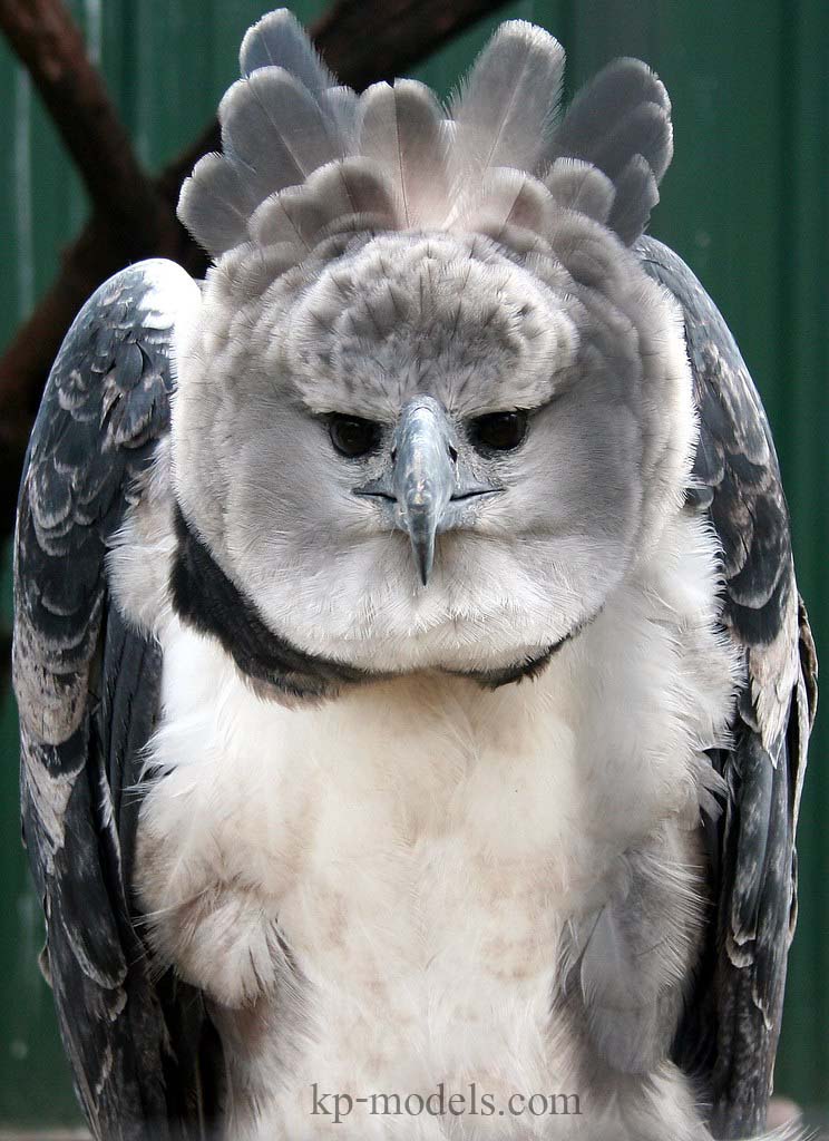 The Harpy Eagle นกอินทรีฮาร์ปี (Harpia harpyja) หรือที่รู้จักในชื่อฮาร์ปีอินทรีอเมริกันหรือนกอินทรีฮาร์ปีบราซิลเป็นนกอินทรีสายพันธุ์