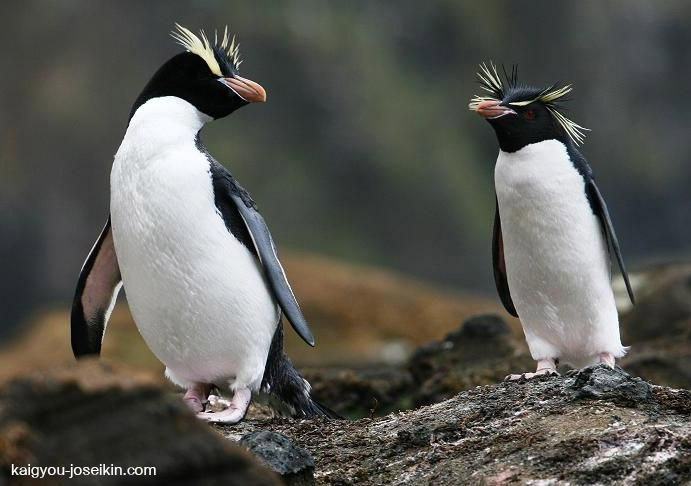 Erect-Crested Penguin นกเพนกวินหงอนตั้งตรง ( Eudyptes sclateri ) เป็นนกเพนกวินหงอนชนิดหนึ่งและเป็นพันธุ์เฉพาะถิ่นของนิวซีแลนด์ ด้วยรูป