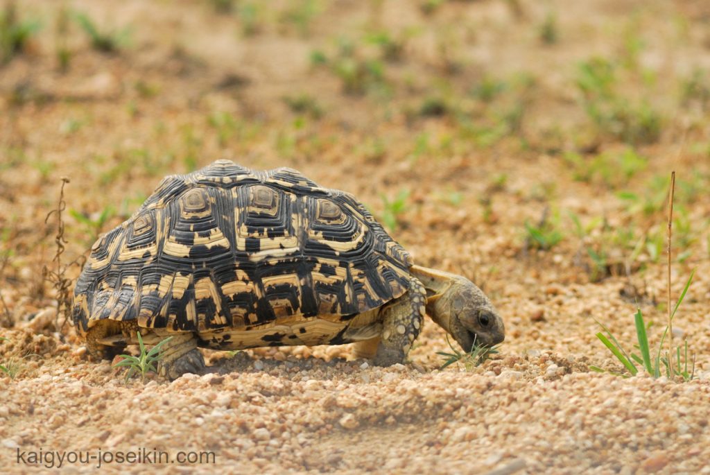 Leopard Tortoise เต่าเสือดาว (Stigmochelys pardalis) เป็นเต่าขนาดใหญ่ที่พบในทุ่งหญ้าสะวันนาของแอฟริกาตะวันออกและใต้ เต่าตัวนี้ตั้งชื่อ