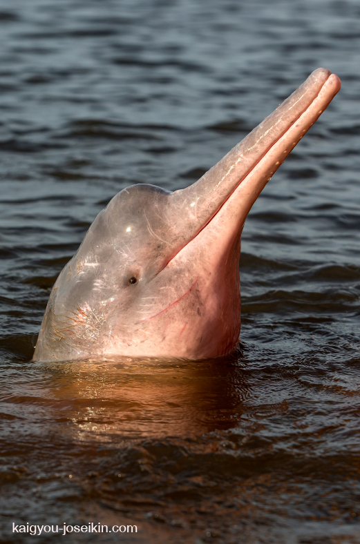 Amazon River Dolphin โลมาแม่น้ำอเมซอน หรือที่รู้จักในชื่อ boto, bufeo, โลมาสีชมพู เป็นสายพันธุ์ของวาฬมีฟันที่อยู่ในตระกูล Iniidae และสกุล 