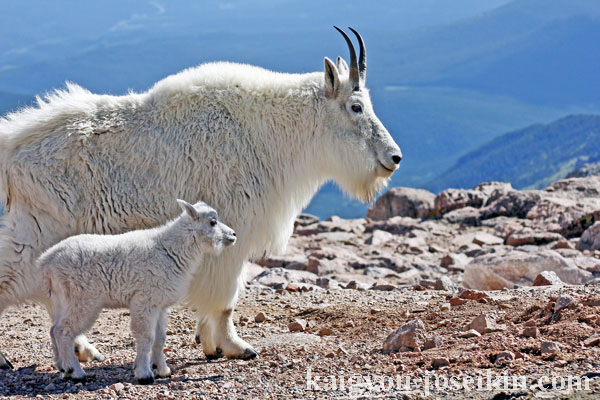 MOUNTAIN GOAT แพะภูเขาเป็นสัตว์เลี้ยงลูกด้วยนมที่มีกีบเท้าซึ่งมีถิ่นกำเนิดในอเมริกาเหนือ เป็นสัตว์ประเภทกึ่งอัลไพน์ถึงอัลไพน์ เป็นนักปีนเขา