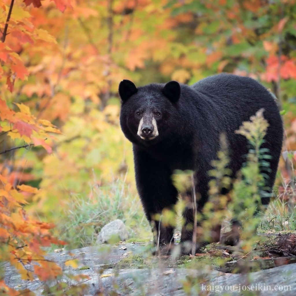 AMERICAN BLACK BEAR หมีดำอเมริกัน สามารถเป็นสีดำได้ แต่ก็มีสีต่างกัน ตั้งแต่สีน้ำตาลหรือสีแดงเข้มไปจนถึงสีน้ำตาลอ่อน 