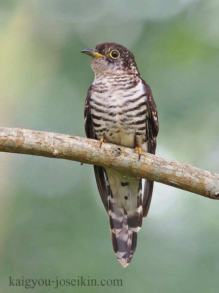 Indian Cuckoo Bird นกกาเหว่าอินเดียพบได้ทั่วไปทั่วเอเชียตั้งแต่ปากีสถานไปจนถึงอินเดียและศรีลังกา อินโดนีเซีย จีนและรัสเซีย มีสองชนิดย่อยของ