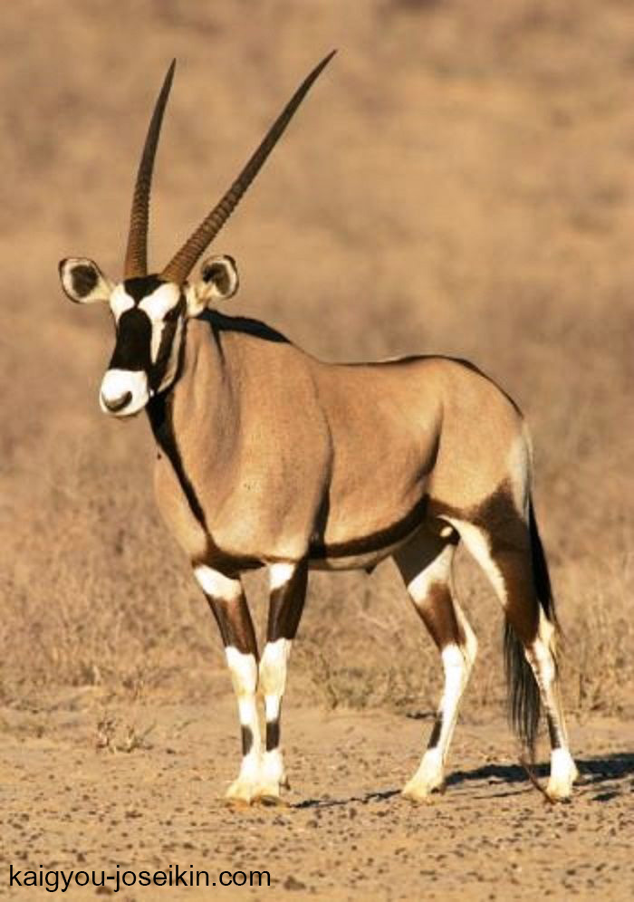 Gemsbok เป็นชื่อสามัญที่กำหนดให้ Oryx ที่ใหญ่ที่สุดและเป็นที่รู้จักมากที่สุด 3 สายพันธุ์ เนื่องจากเขาของมันถึงตายได้ มันจึงถูกเรียกว่า 