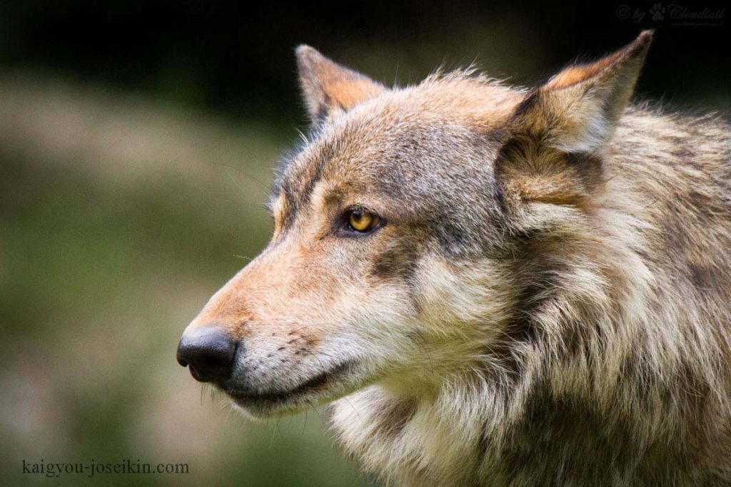 Eastern Wolf หมาป่าตะวันออก ( Canis lupus lycaon) หรือที่รู้จักกันในนามหมาป่าแคนาดาตะวันออก บางครั้งก็ถูกมองว่าเป็นผลมาจากการผสมข้ามพันธุ์