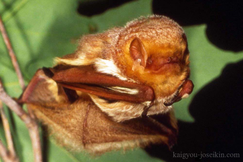 Red Bat ค้างคาวแดง ( Lasiurus blossevillii) หรือที่รู้จักในชื่อค้างคาวแดงตะวันออก เป็นหนึ่งในค้างคาวหลายสายพันธุ์ หนึ่งนี้โดยเฉพาะมาจาก