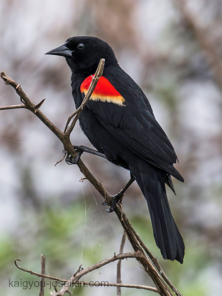 Red Winged Blackbird นกแบล็กเบิร์ดปีกแดง (Agelaius phoeniceus) อยู่ในอันดับ Passeriformes และตระกูล Icteridae นกแบล็กเบิร์ดปีกแดงดัง