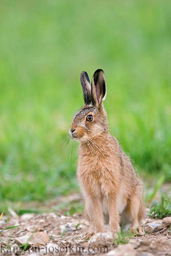 European Hare กระต่ายยุโรป หรือ กระต่าย สีน้ำตาล (Lepus europaeus) เป็นสายพันธุ์ของกระต่ายที่มีถิ่นกำเนิดในยุโรปตอนเหนือกลางและตะวันตก