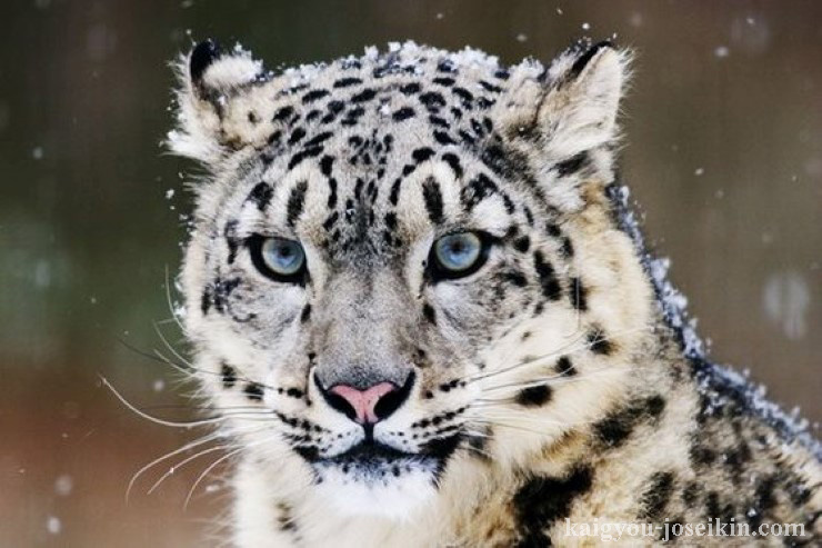 SNOW LEOPARD เสือดาวนี้มีขนขนยาวสีขาวมีสีเหลือง/น้ำตาลและหุ้มด้วยวงแหวนดอกกุหลาบ/จุดสีน้ำตาล/ดำ เครื่องหมายช่วยในการพรางตัวจากเหยื่อ 