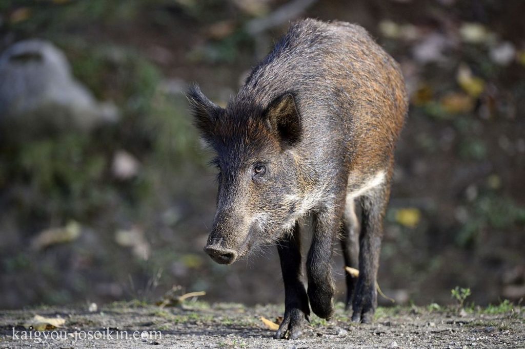 Wild boar หมูป่ามีบริเวณธรรมชาติค่อนข้างกว้างขวาง ครอบคลุมพื้นที่ป่าในยุโรป แอฟริกาตะวันตกเฉียงเหนือ และเอเชีย หมูป่าตัวนี้เป็นบรรพบุรุษของ