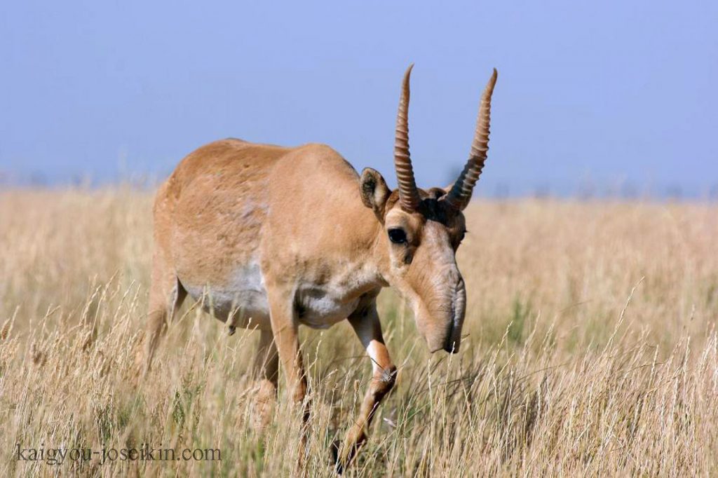 Saiga antelope ละมั่งไซกา เป็นละมั่งที่ใกล้สูญพันธุ์อย่างยิ่งซึ่งครั้งหนึ่งเคยอาศัยอยู่ในพื้นที่กว้างใหญ่ของที่ราบกว้างใหญ่ยูเรเซียน 
