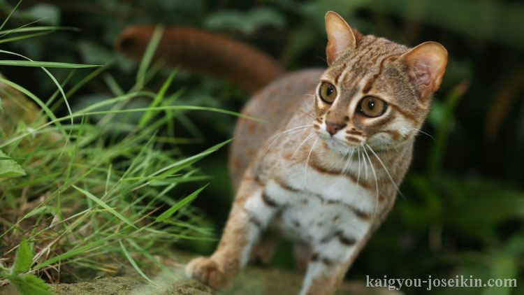 RUSTY-SPOTTED CATแมวสีสนิมเป็นแมวตัวเล็กอีกตัวที่ไม่ค่อยมีใครรู้จัก พวกมันตัวเล็กกว่าแมวบ้านและมีรูปร่างเพรียวบาง อธิบายว่าเป็น