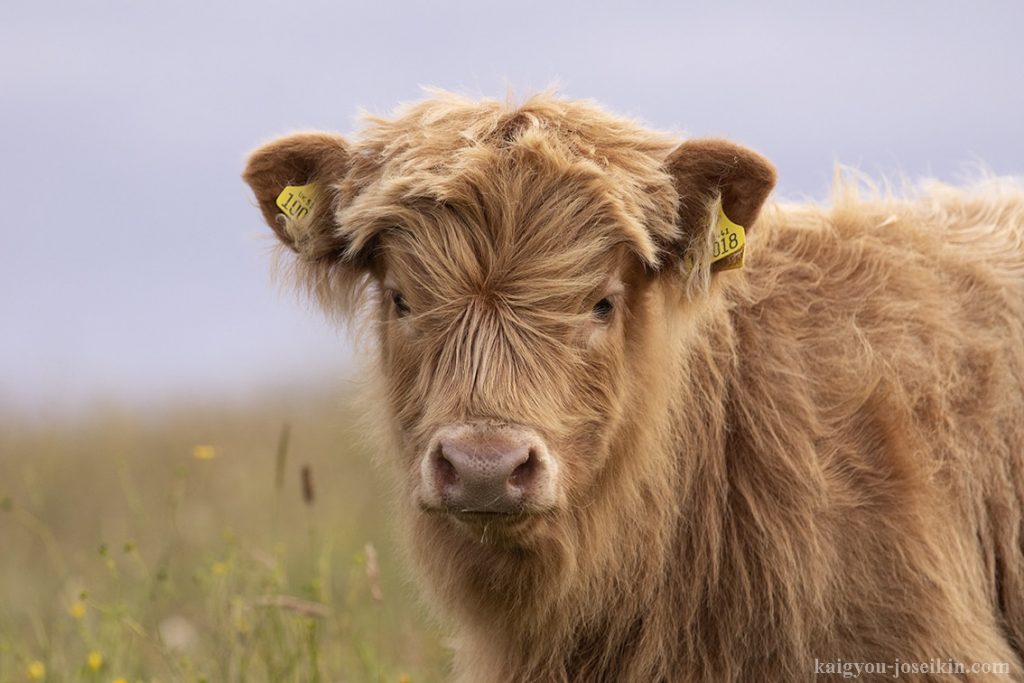 HIGHLAND CATTLE วัวไฮแลนด์เป็นวัวพันธุ์สก็อต หรือเรียกอีกอย่างว่า วัวมีขน วัวตัวนี้ได้รับการอบรมเพื่อเนื้อเป็นหลัก สัตว์มีเขายาว เสื้อโค้ท