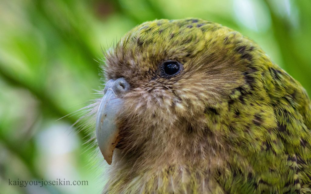 Kakapo คาคาโป เป็นนกแก้วที่บินไม่ได้ขนาดใหญ่ที่ใกล้สูญพันธุ์อย่างยิ่งซึ่งเป็นถิ่นของนิวซีแลนด์ มีขนสีเหลืองอมเขียวเป็นรอยละเอียด แผ่นหน้า
