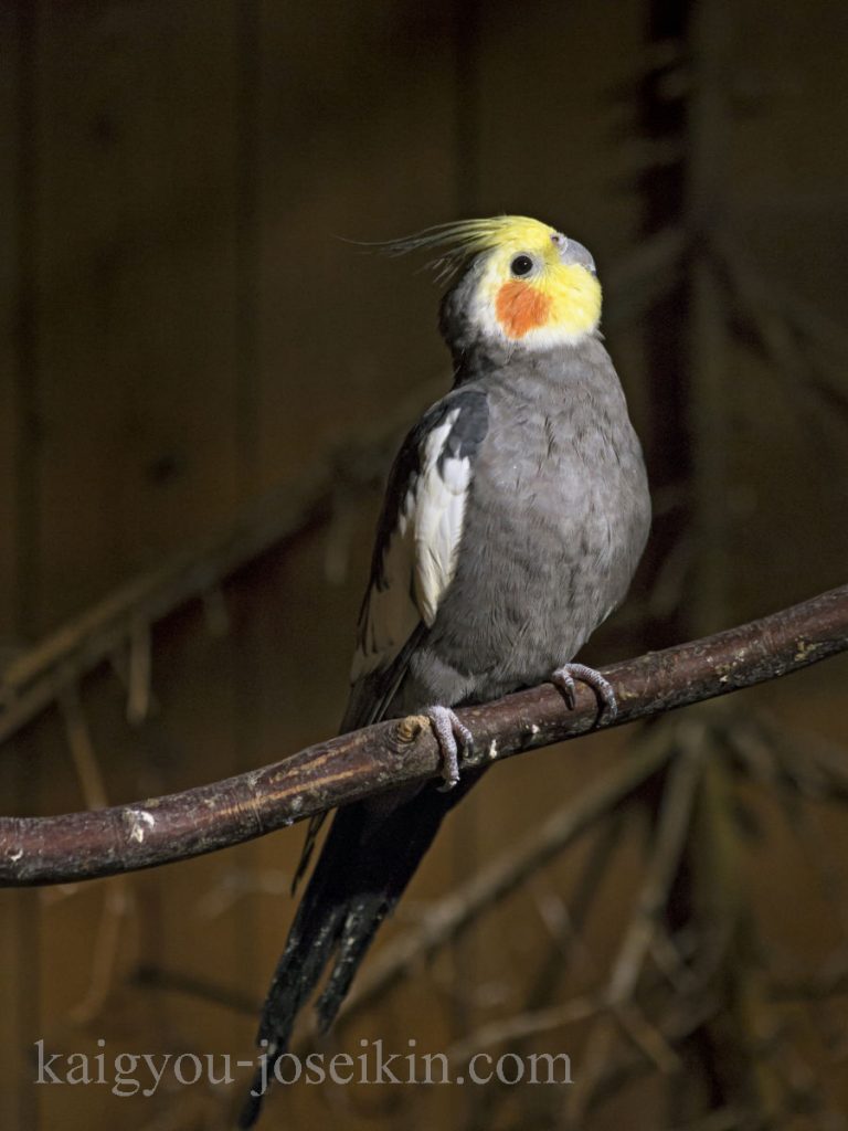 Cockatiel ในสหรัฐอเมริกาค็อกคาเทลมักเรียกง่ายๆ ว่า "เทียล" และในออสเตรเลีย ประเทศบ้านเกิดของพวกมันคือ "ควอริออน" หรือ "ไวรอส" นกเหล่า