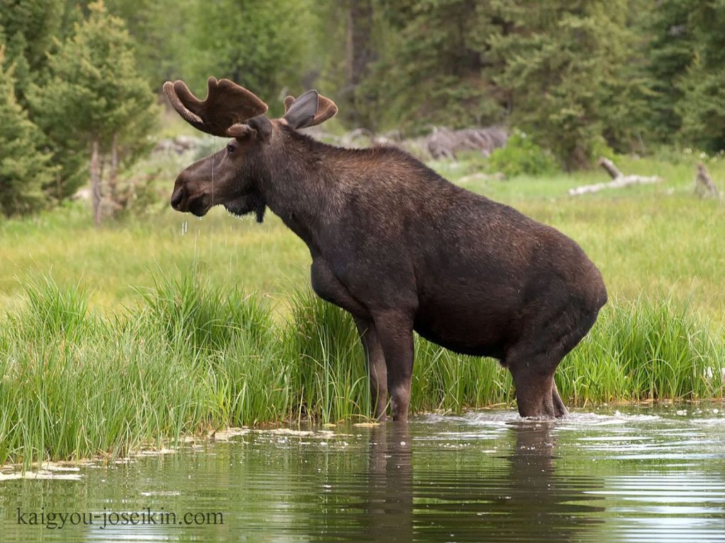 Moose กวางมูสเป็นสัตว์เลี้ยงลูกด้วยนมบนบกที่ใหญ่ที่สุดชนิดหนึ่งในซีกโลกเหนือและเป็นสมาชิกที่ใหญ่ที่สุดของตระกูลกวาง สีของพวกมันมีตั้งแต่