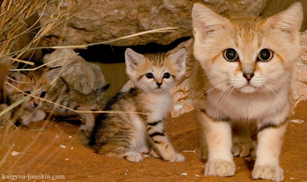 SAND CAT เป็นแมวทรายที่ซึ่งหนึ่งในแมวที่น่าสนใจและน่าเกรงขามที่สุดในโลกคือแมวทราย มันดูคล้ายกับแมวบ้าน แม้ว่าจะมีอุ้งเท้าขนยาว หูยักษ์