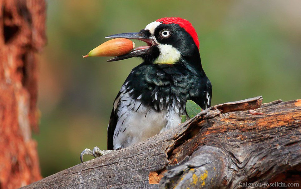 ACORN WOODPECKER นกหัวขวานโอ๊กเป็นนกขนาดกลางที่มีชื่อเสียงในด้านพฤติกรรมเฉพาะของการเก็บลูกโอ๊กในรูของต้นไม้ 