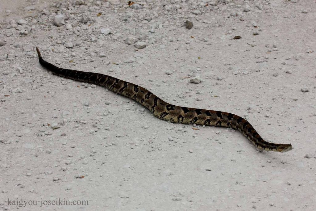 TIMBER RATTLESNAKE งูหางกระดิ่งเป็นงูพิษขนาดใหญ่ที่มีถิ่นกำเนิดในอเมริกาเหนือตะวันออก งูเหล่านี้มีลวดลายไขว้สีน้ำตาลเข้มหรือสีดำบนพื้นหลัง