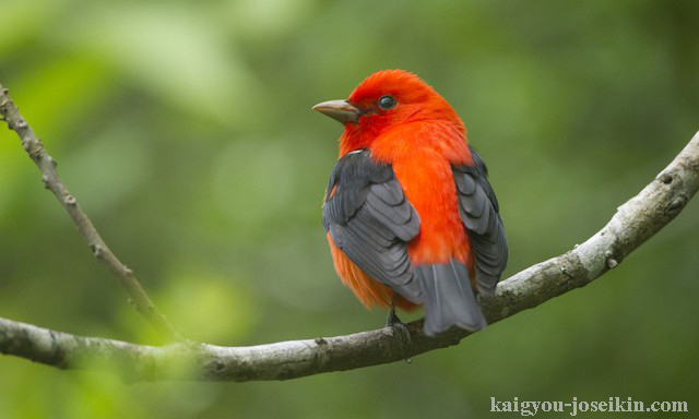 Scarlet Tanager ทานาเจอร์สีแดง เป็นนกขับขานอเมริกันขนาดกลาง ทั้งตัวผู้และตัวเมียมีลำตัวสีซีด เขาค่อนข้างอ้วน และมีผิวสัมผัสเรียบ 