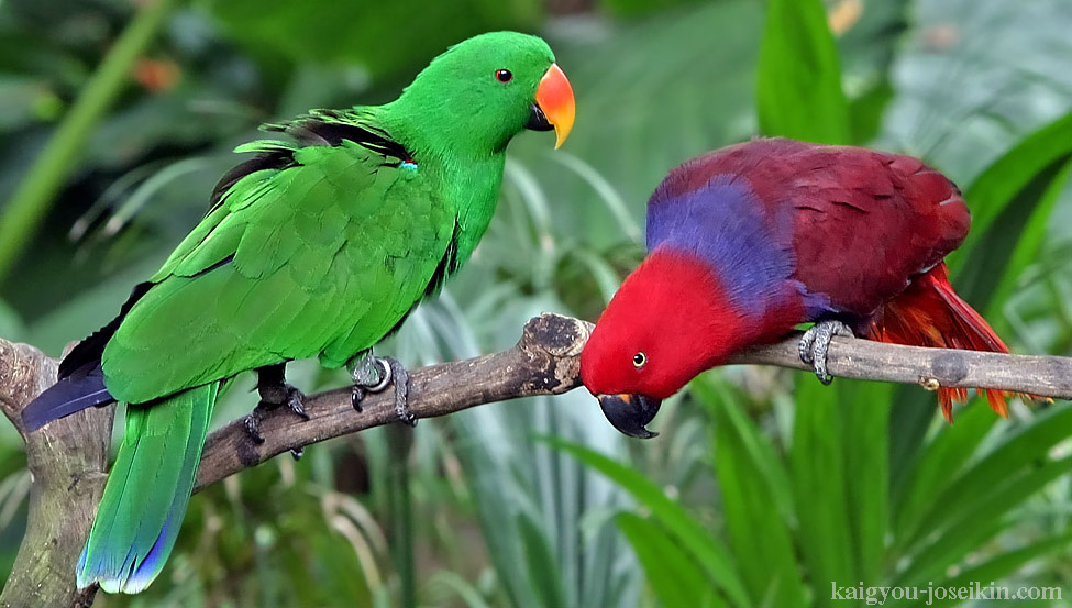 ECLECTUS PARROT นกแก้วอิเลคตัส นั้นผิดปกติในตระกูลนกแก้วเนื่องจากความแตกต่างของสีของขนนกระหว่างตัวผู้และตัวเมีย ตัวผู้มีขนนก