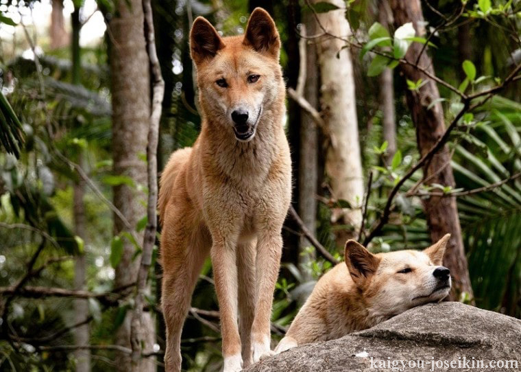 Dingo เป็นสุนัขป่า พบมากในออสเตรเลีย เมื่อเทียบกับสุนัขบ้าน ดิงโกมีเขี้ยวที่ยาวกว่าและปากกระบอกปืนที่เรียวยาวกว่า รูปร่างของสุนัข