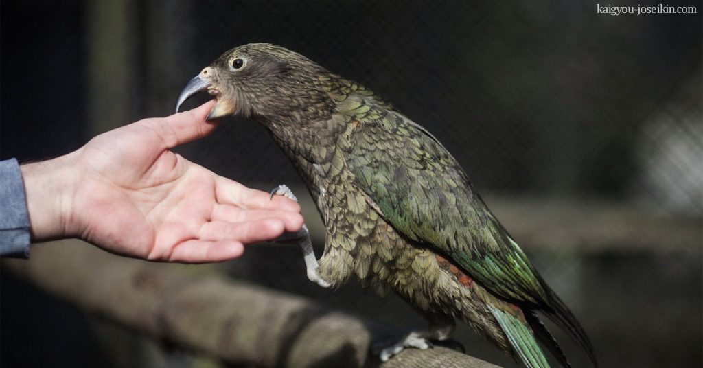 KEA นกแก้วภูเขาขนาดใหญ่สามารถพบเจอได้ในพื้นที่ป่านิวซีแลนด์ ส่วนใหญ่พวกมันจะมีสีเขียวและมีสีส้มอยู่ภายใต้ใต้ปีกและมีจงอยปากบน