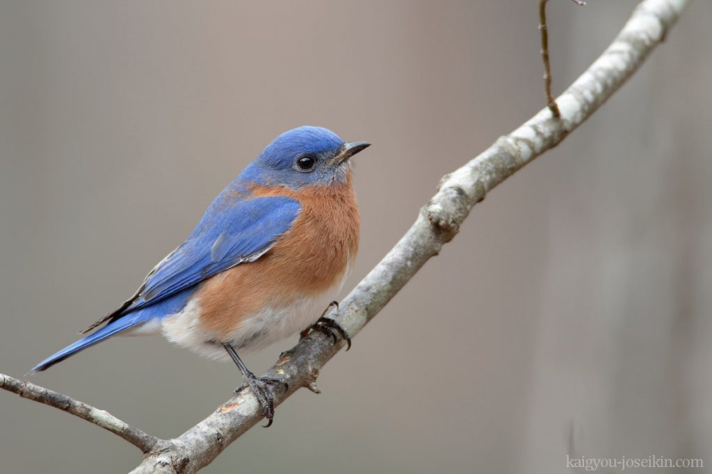 EASTERN BLUEBIRD บลูเบิร์ดตะวันออก เป็นนกที่สวยงามและมีชื่อเสียงซึ่งอาศัยอยู่ในภาคตะวันออกของทวีปอเมริกาเหนือ นกตัวเล็กๆ เหล่านี้สามารถจดจำ